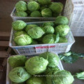 Fresh Cabbage Round Cabbage Wholesale Price From China High Quality